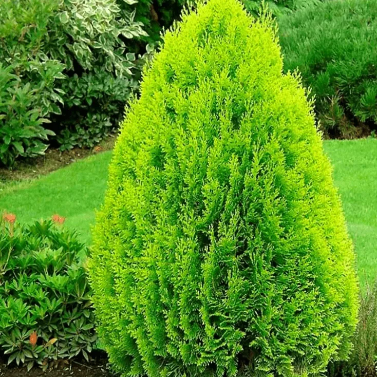 Ель восточная Ауреа v10 60-80 Bor 