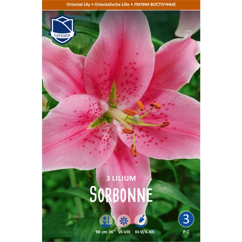 Луковица Лилия восточная Сорбонн 16/18 3шт 