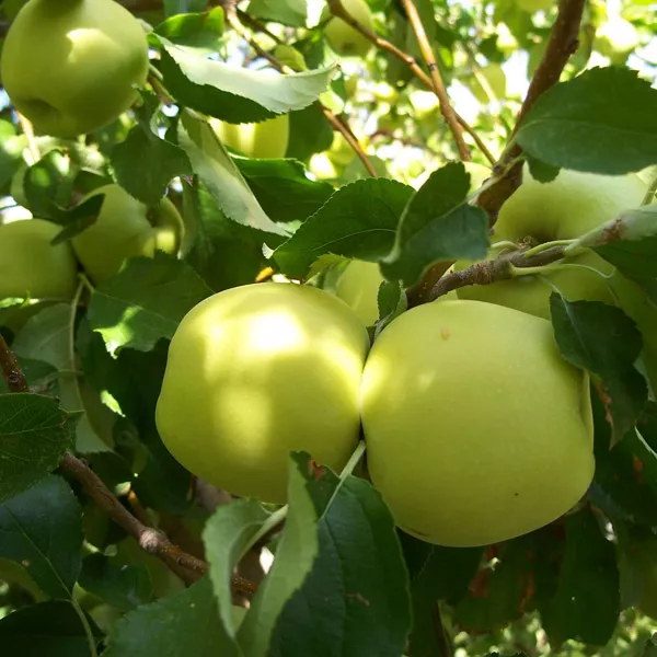 Яблоня Аркад желтый 3-х летка 
