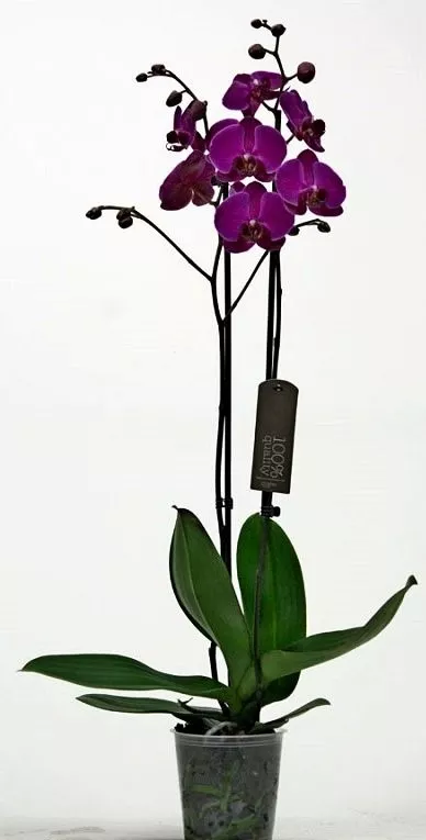 Фаленопсис 2 cт Мерида d9 h40 