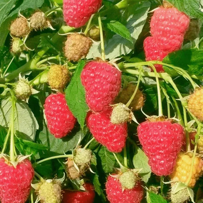 Малина Туламин красная в коробке Tim 