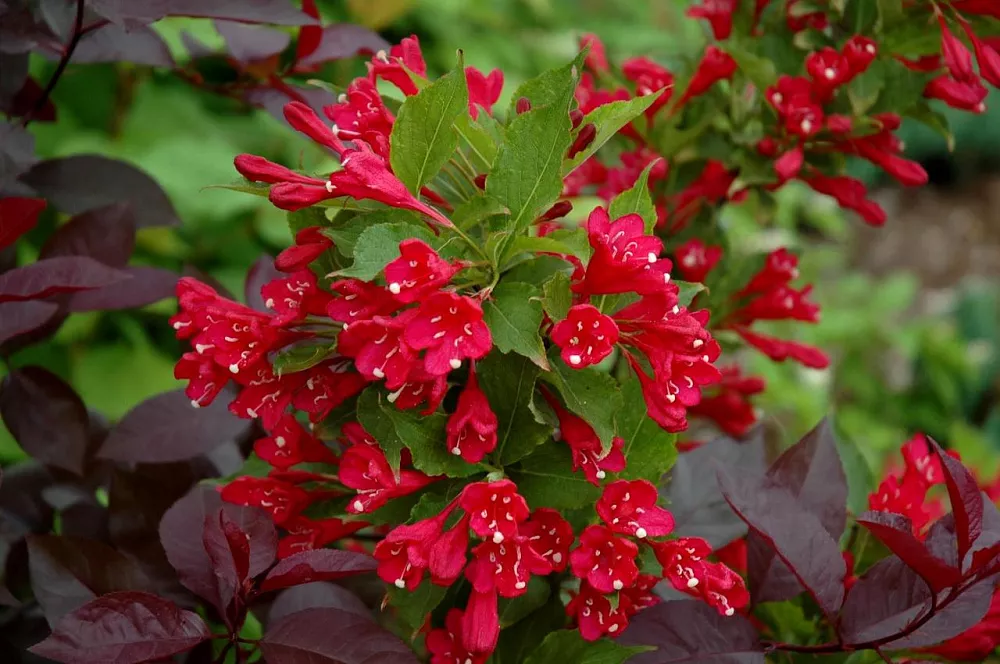 Вейгела цветущая Ред Принц v3 20-40 Bor 