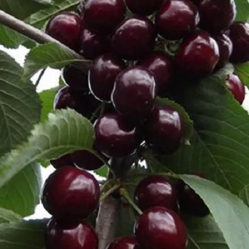 Дюк Ночка средн v7 100-140 Tim 