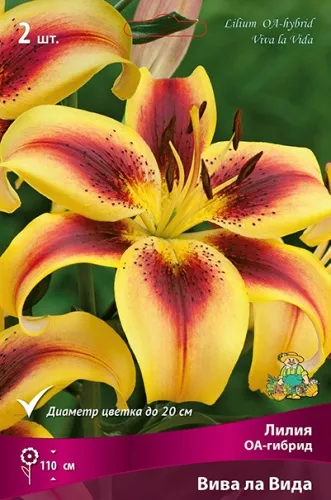 Луковица Лилия ОА-гибрид Вива ла Вида  1шт Поиск 