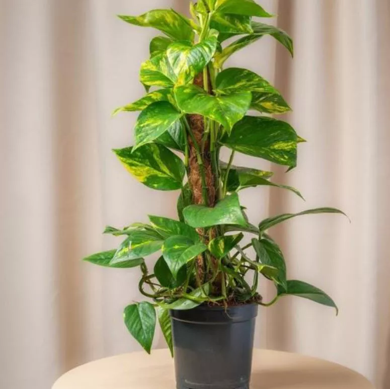 Эпипремнум моссток d15 h60 