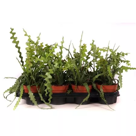 Эпифиллум Ангулигер d12 h20 