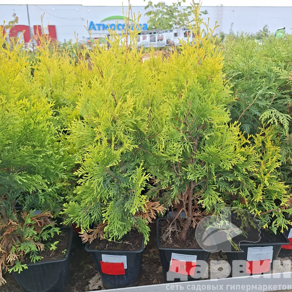 Туя западная Голден Энн v2 Lav 