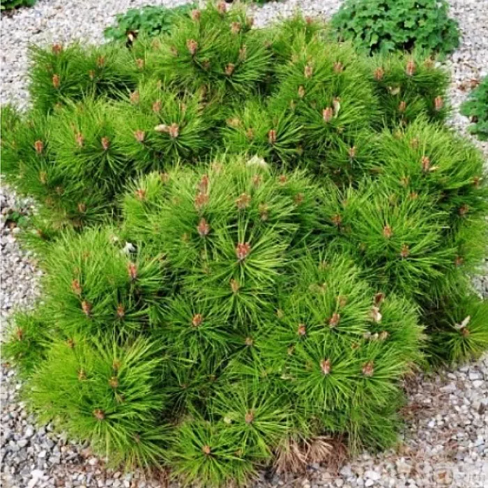 Растение сосна черная Brepo® stlOO Ь35/40, C20 Ks 