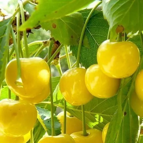 Черешня Янтарная, 2-летка Gv 