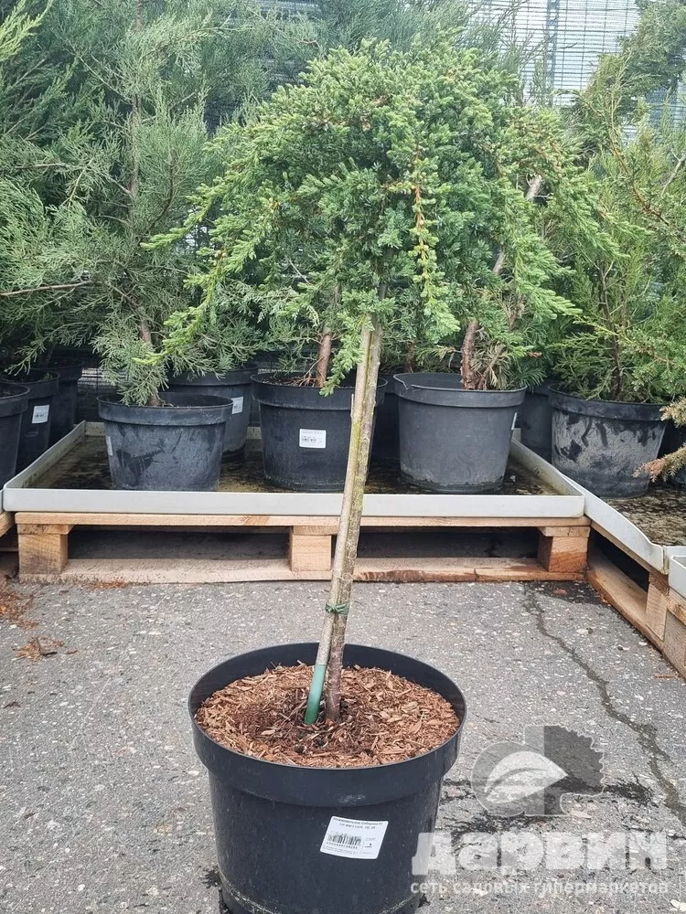 Можжевельник Сибирика на штамбе h 50 см C10 Mt 