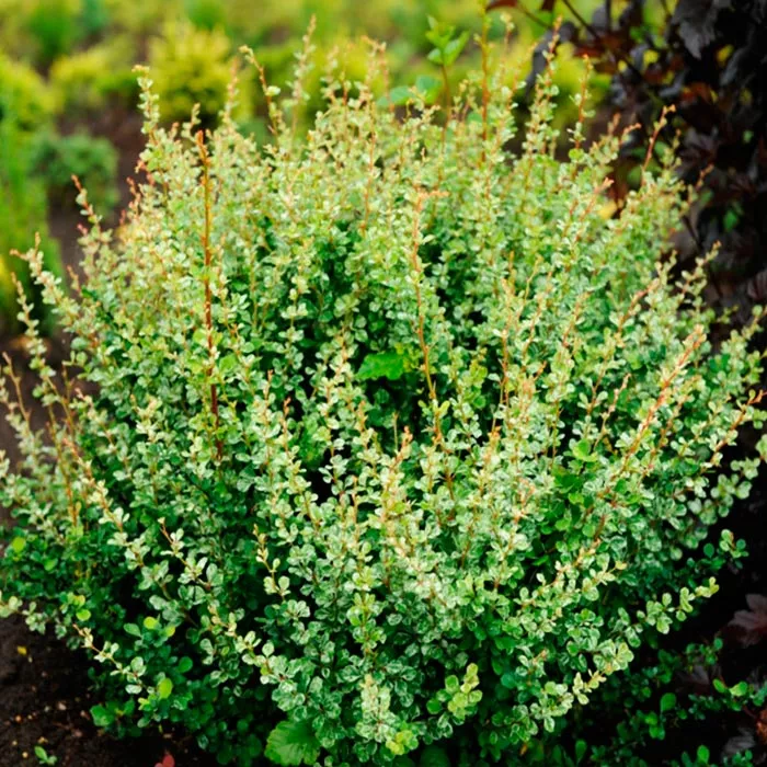 Барбарис тунберга Корник с2, 30-35см 