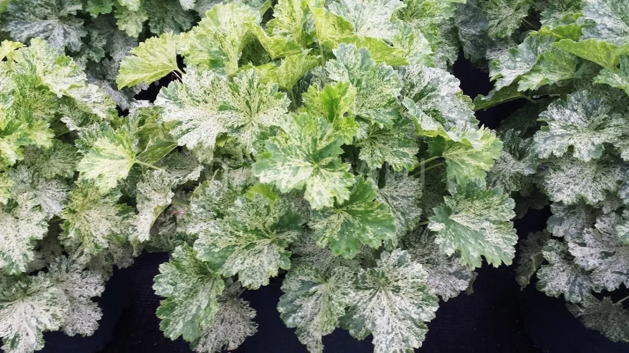 Гейхера Снежный Ангел Сноу Ангел d12 ХР 