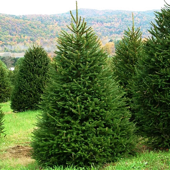 Ель обыкновенная 80-100 Lt 