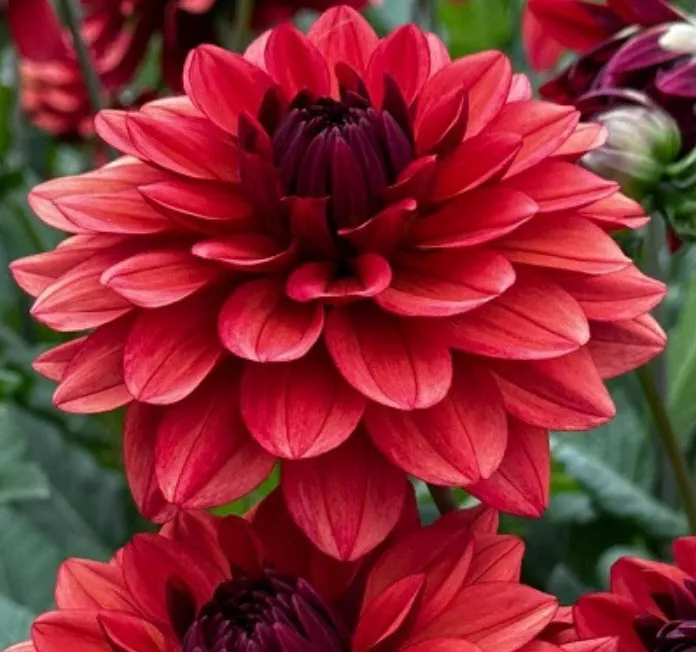 Клубень Георгина декоративная Миссис Майли 1шт. Поиск 