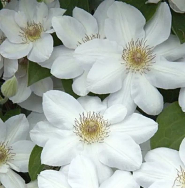 Клематис Ежи Попелушко p9 Cl 