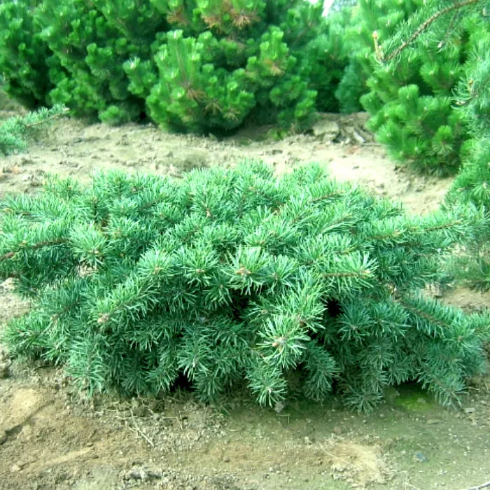 Растение сосна банкса Шодик 40-60 ST 