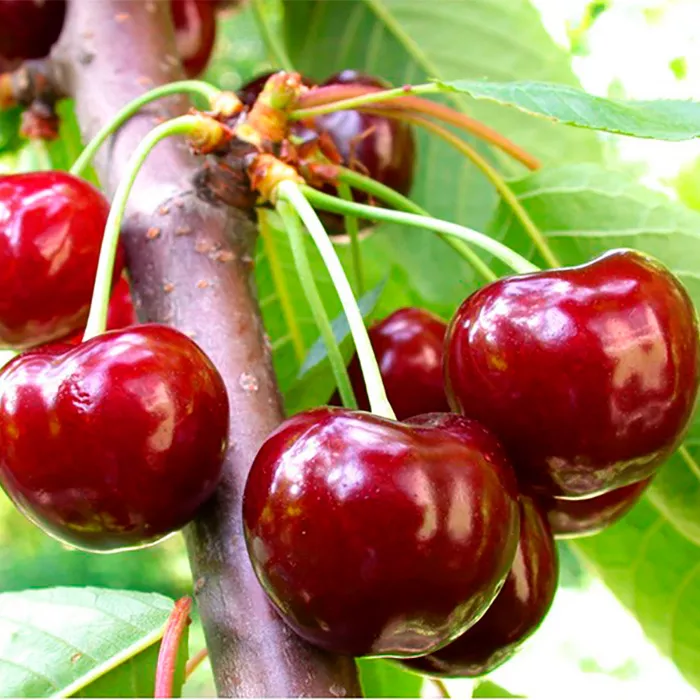 Черешня Теремошка v7 100-120 Tim 