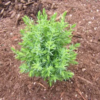 Можжевельник средний Пирамид v5 40-50 Tw 