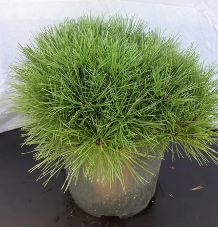 Сосна черная Бенелюкс v7,5 25-30 