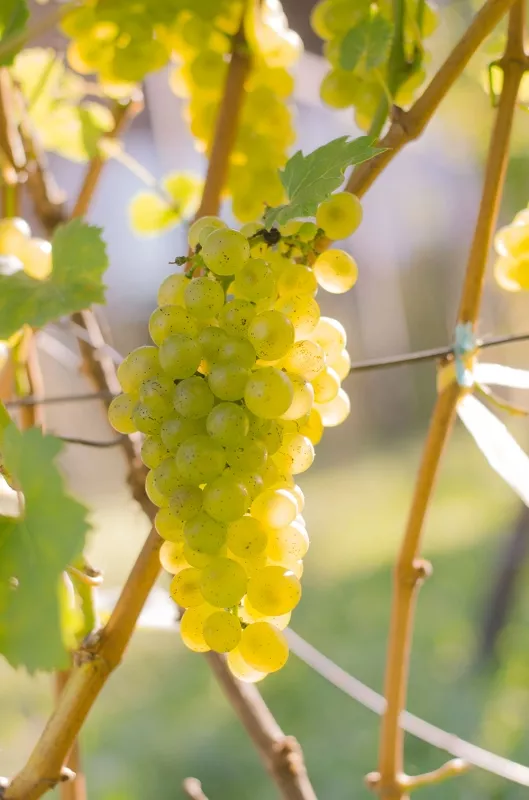 Виноград плодовый  Бианка желтый v5 Tim 