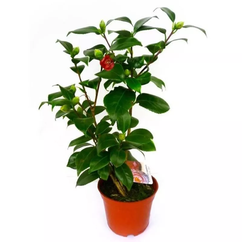 Камелия японская d12 h40 