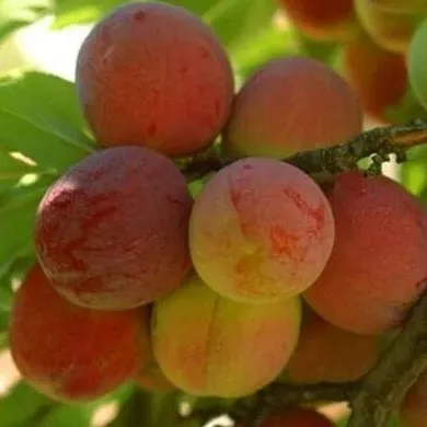 Слива Персиковая v7 100-140 Lav 