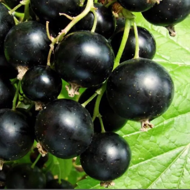 Смородина Экзотика черн v1 Tim 