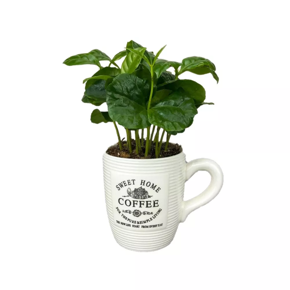 Кофе Арабика в кружке d12 h30 