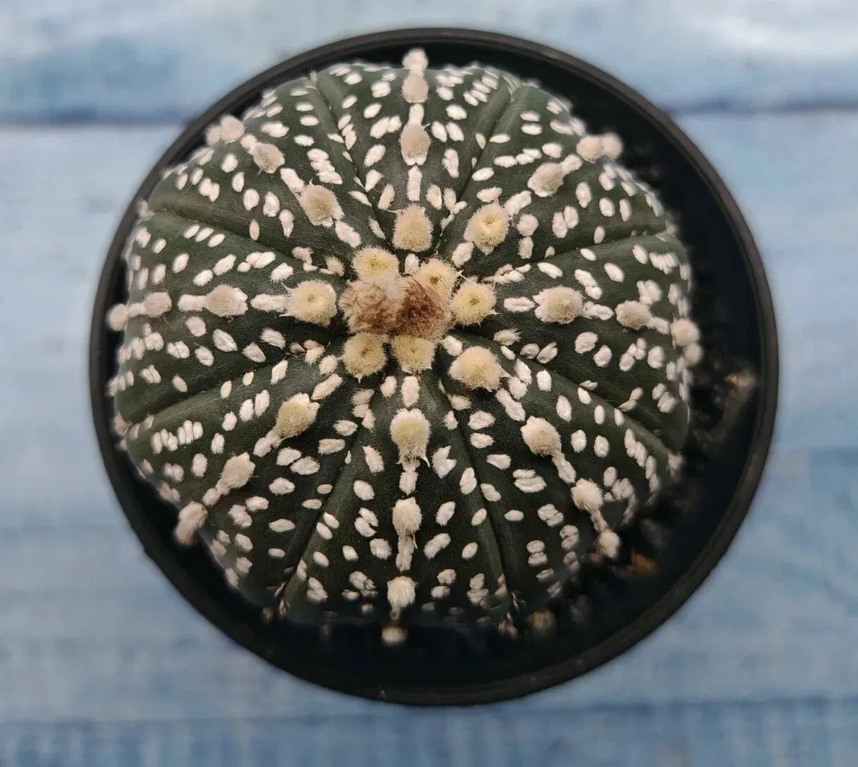 Астрофитум Астериас микс d5 h12 