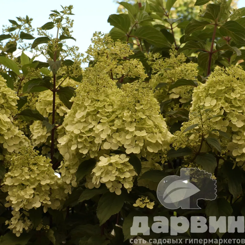 Гортензия метельчатая Краса Лесково С25 70-80 NV (4) ватермарка