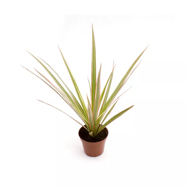 Драцена микс d5-6 