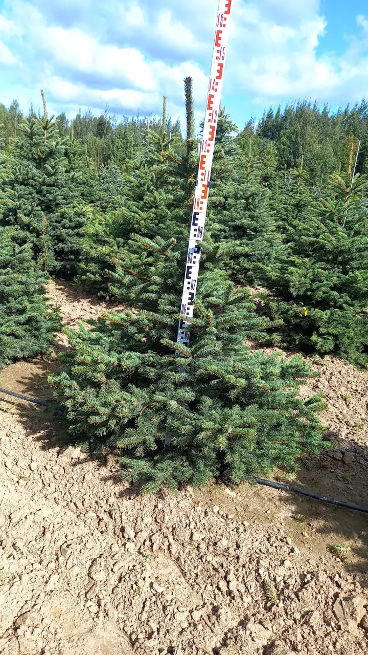 Ель колючая 120-140 ПВ 