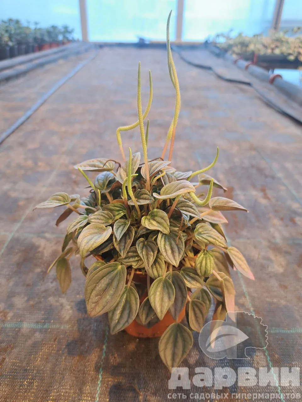 Пеперомия Мендоза d12 Tim 