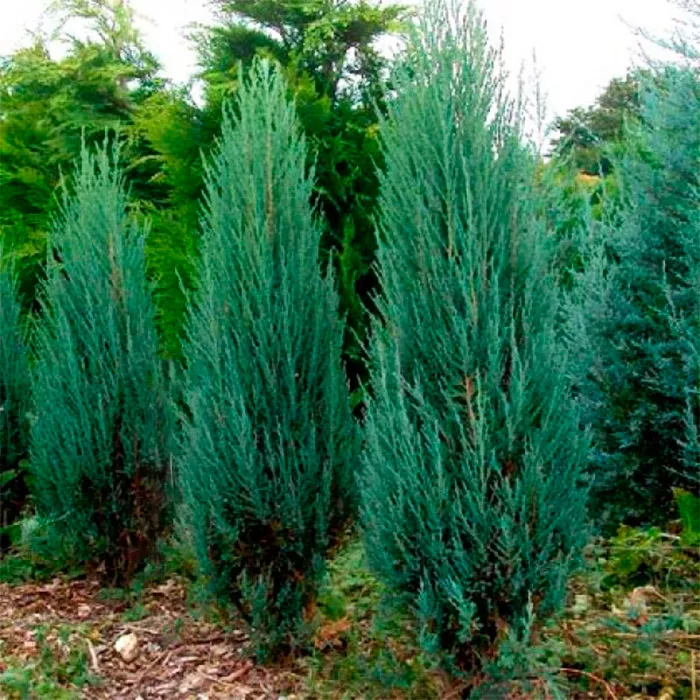 Растение можжевельник скальный Блю арроу C2/3, 40-60 Bor по цене  Растение можжевельник скальный Блю арроу C2/3, 40-60 Bor