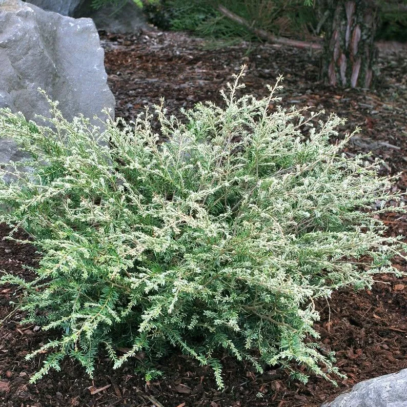 Растение тсуга канадская Гентч вайт С4/30-40 