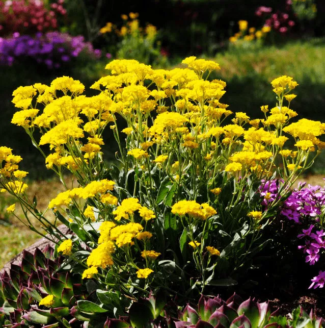 Алиссум горный  кассета 6 ячеек ЦВ 