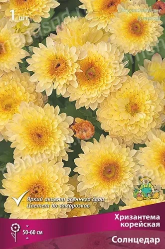 Кореневище Хризантема корейская Солнцедар 1шт Поиск 