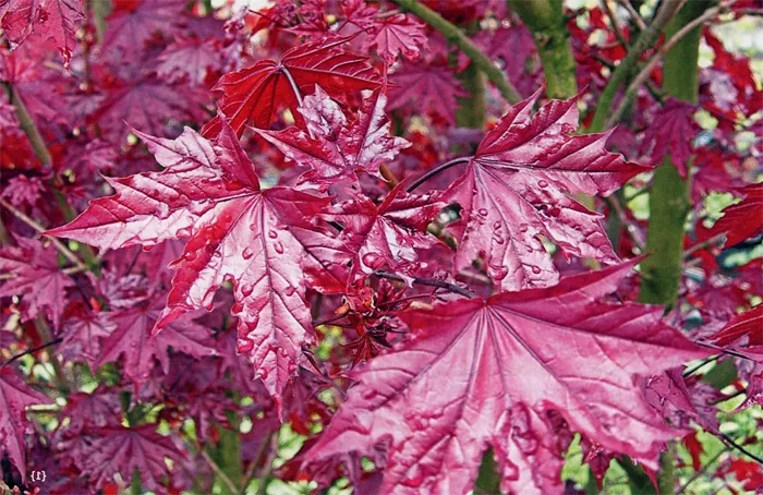 Клен остролистный Роял Ред h140-160 