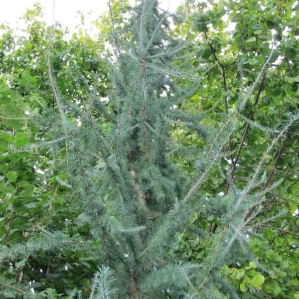 Пихта белая Пирамидалис v7,5 30-40 