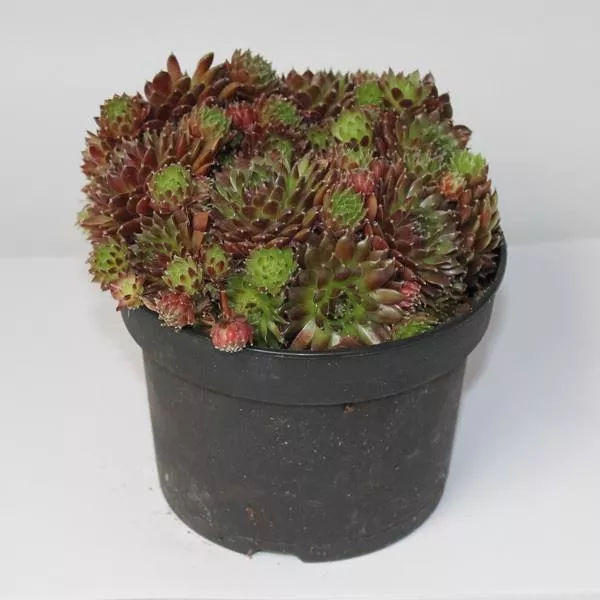 Молодило в ассортименте Р13 Tw 