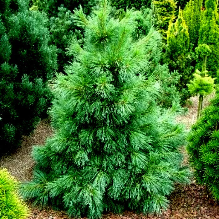 Растение сосна шверина Ваеторст С12, 40-50см 