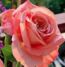 Роза чайно гибридная Пинк Экспрешн в коробке Биосфера 