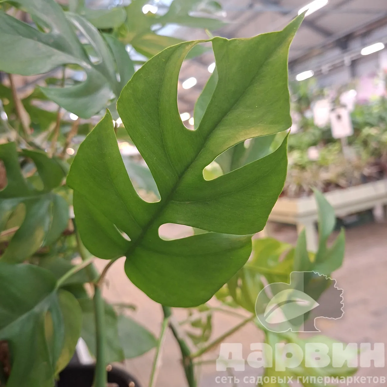 Монстера Минима d12 h30 