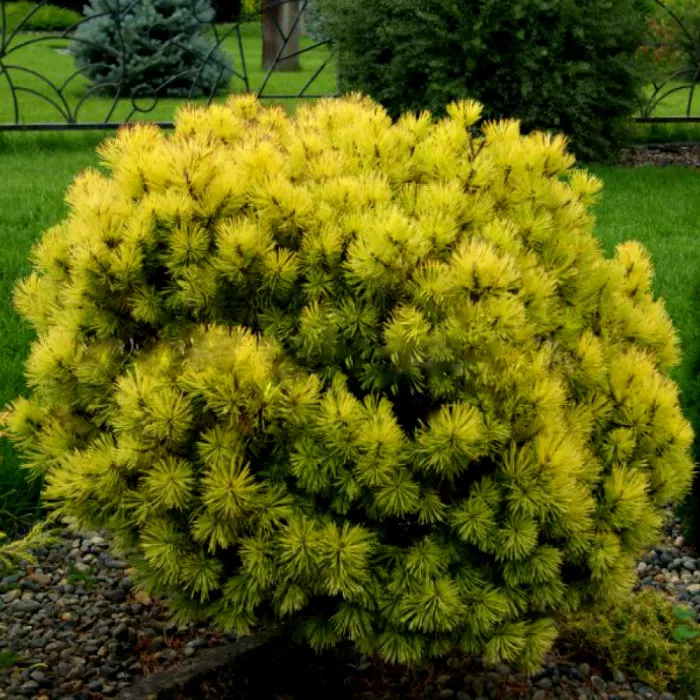 Сосна горная Офир с2-3 2-летка Yos 