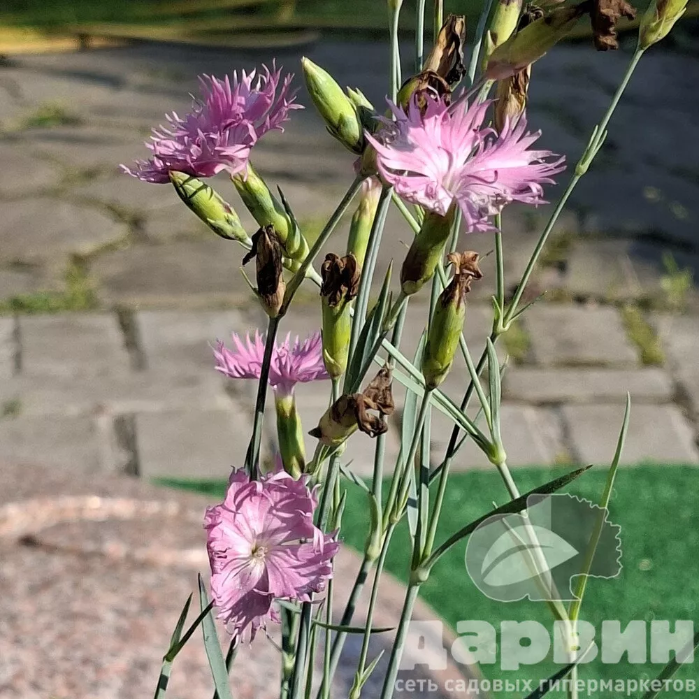 Гвоздика v1,5 Push 