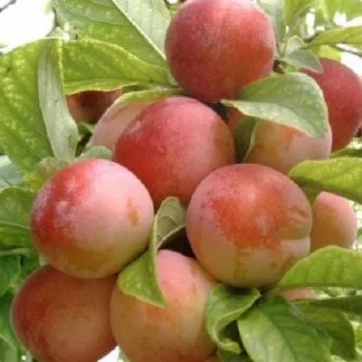 Слива Болховчанка v7 100-120 Tim 