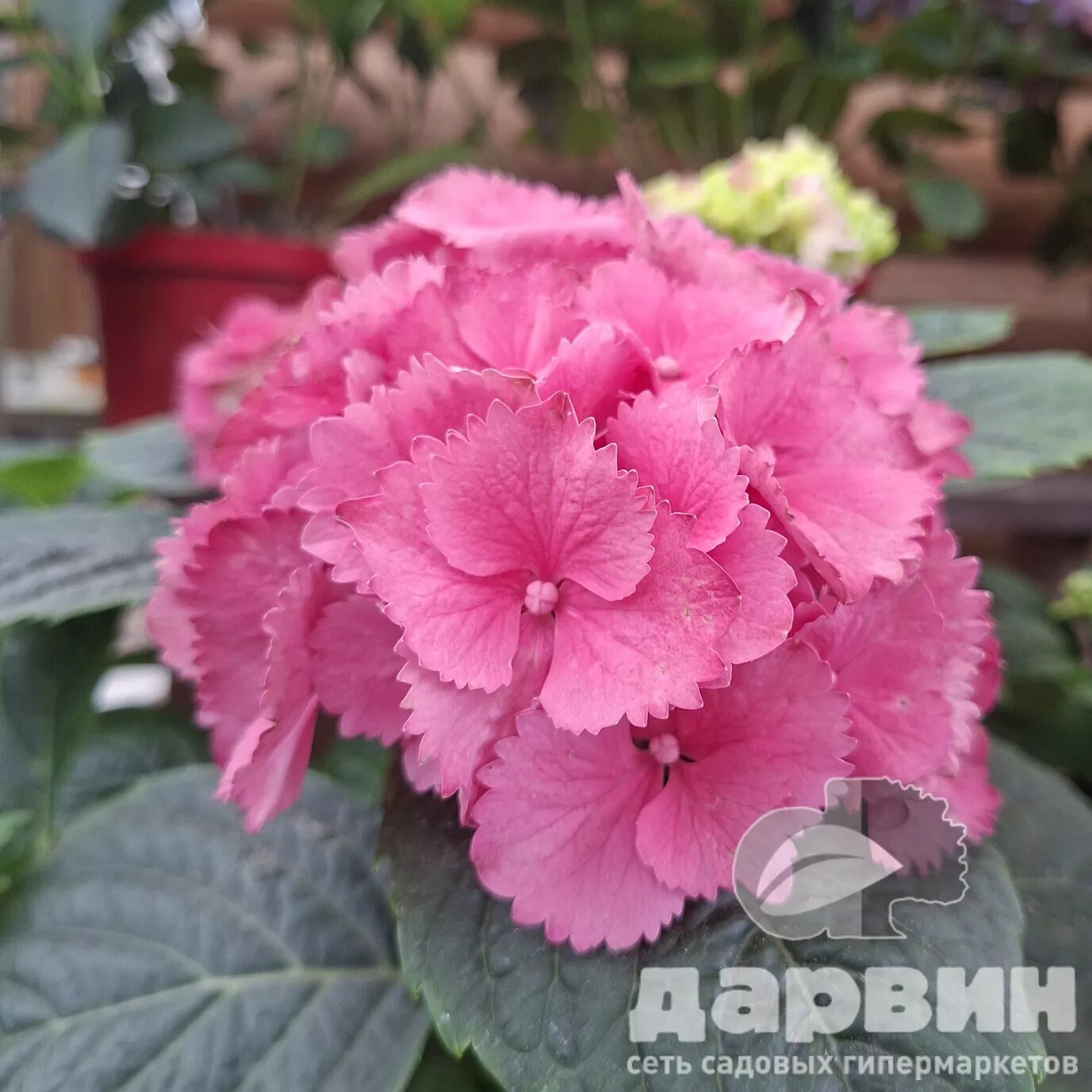 Гортензия крупнолистная Ред Барон v3 Tim 