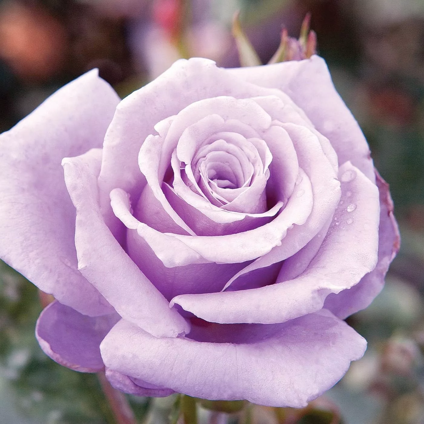 Роза спрей Стерлинг Сенсейшн v5 Lav 