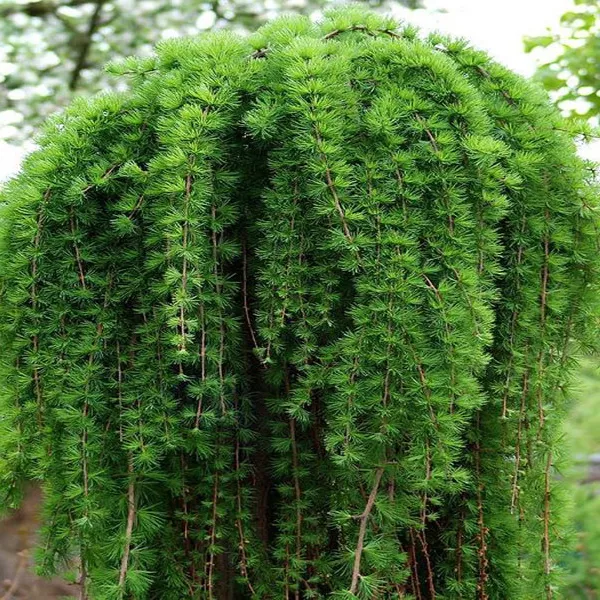 Растение лиственница европейская Репенс 40-50см Lt 