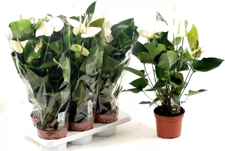 Антуриум Андреанум Кокос d14 h45 